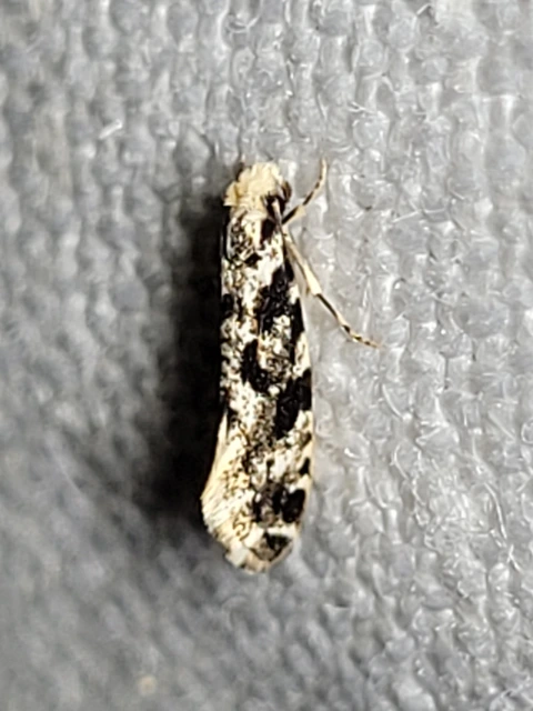 Nemapogon