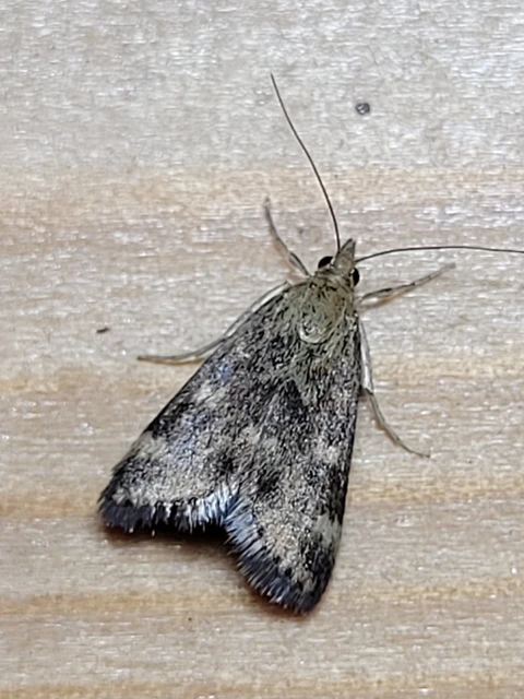 Loxostege sticticalis - muszkamoly