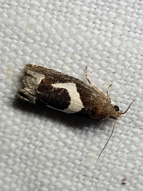 Epiblema foenella - kampósfoltú tükrösmoly