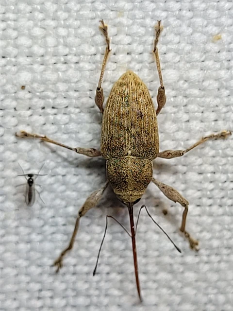 Curculio elephas - gesztenyezsuzsóka
