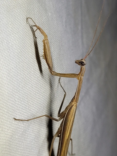 Mantis religiosa - imádkozósáska