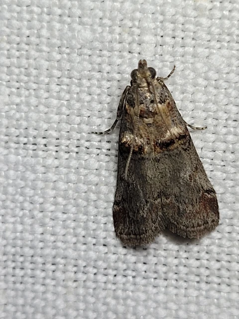 Trachonitis cristella - bokorrágó karcsúmoly