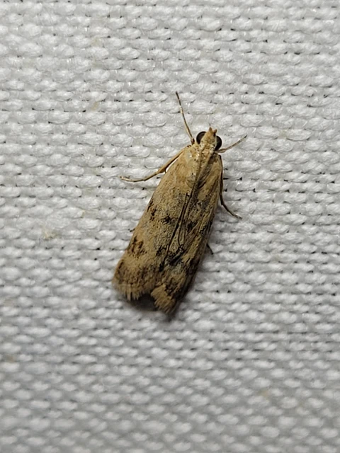 Homoeosoma sinuella - agyagsárga karcsúmoly