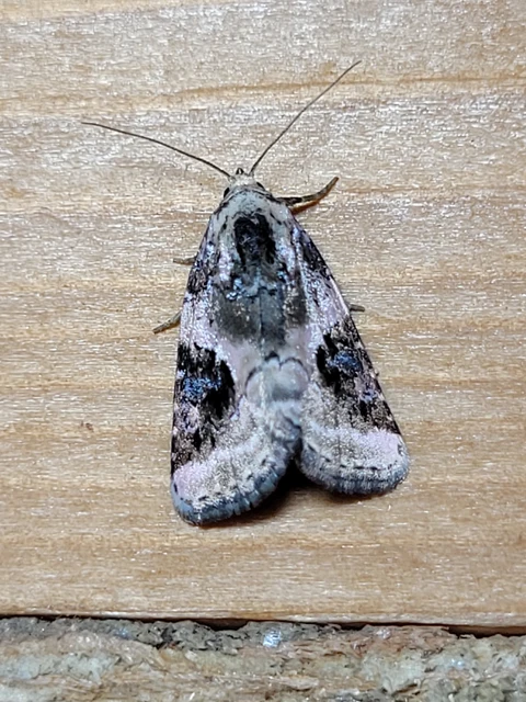 Pseudeustrotia candidula - fehéres apróbagoly
