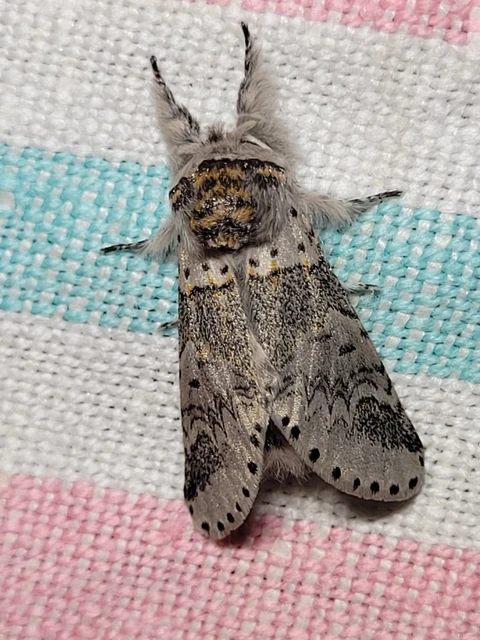 Furcula furcula - szürke púposszövő