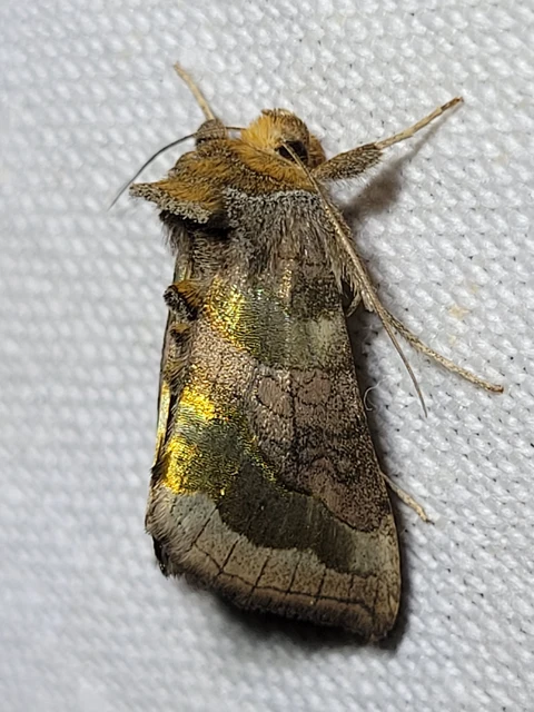 Diachrysia chrysitis - aranybagoly