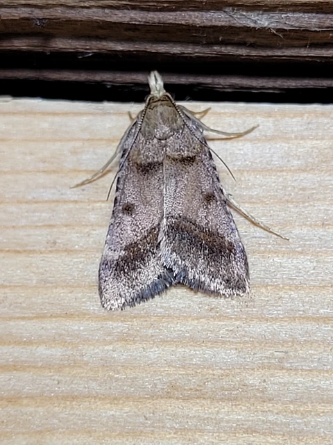 Stemmatophora brunnealis - barna fényilonca