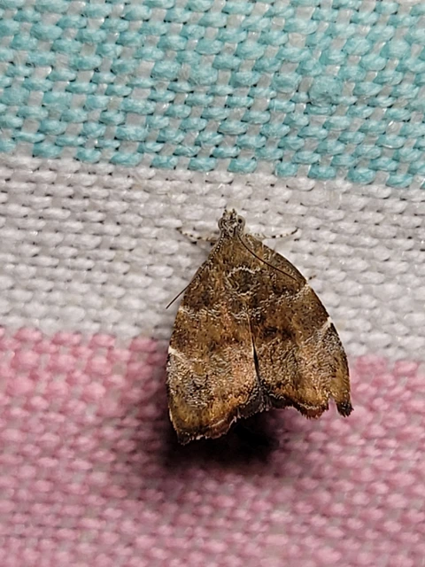 Choreutis nemorana - füge-levélmoly