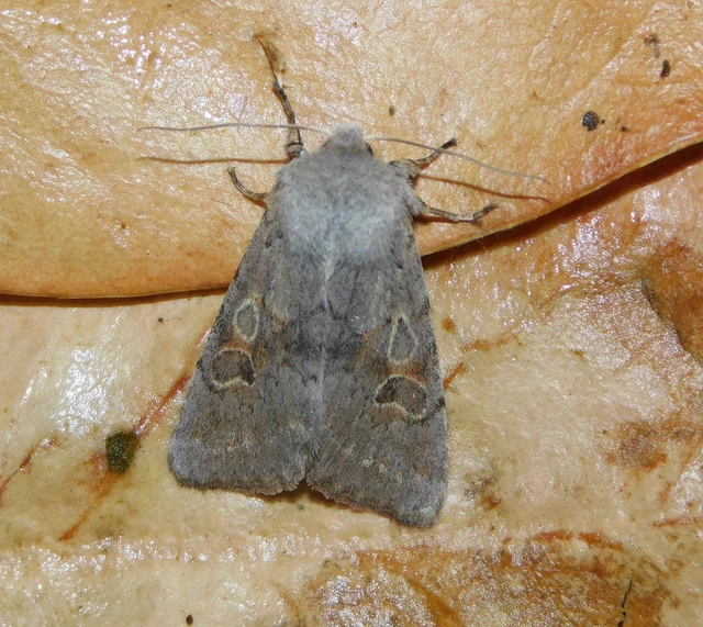Orthosia populeti - nyárfa-barkabagoly