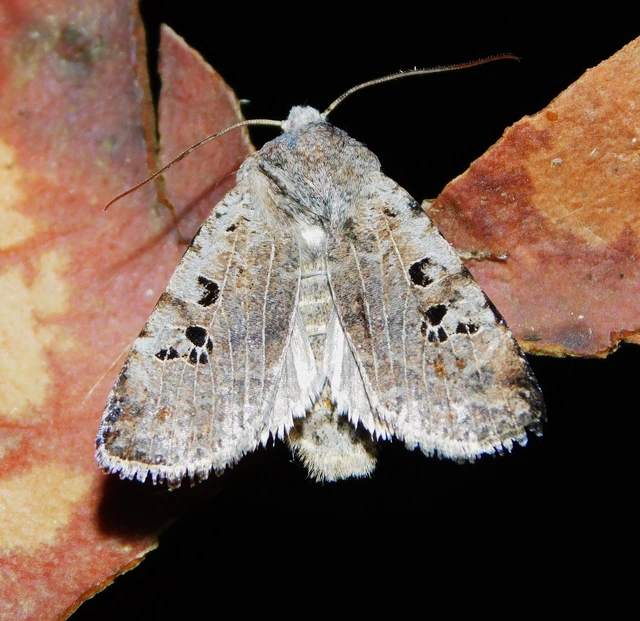 Conistra rubiginosa - szürke télibagoly