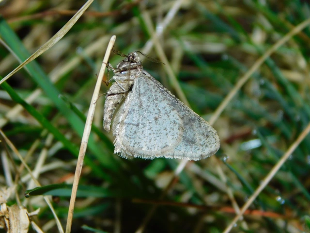 Agriopis leucophaearia - tölgy-tavasziaraszoló