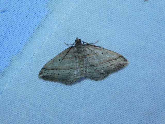 Costaconvexa polygrammata - soksávú araszoló