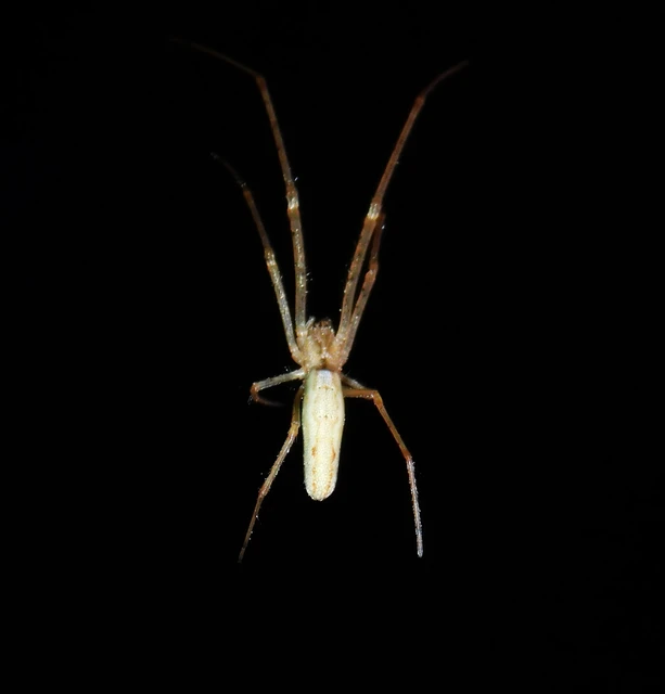 Tetragnatha