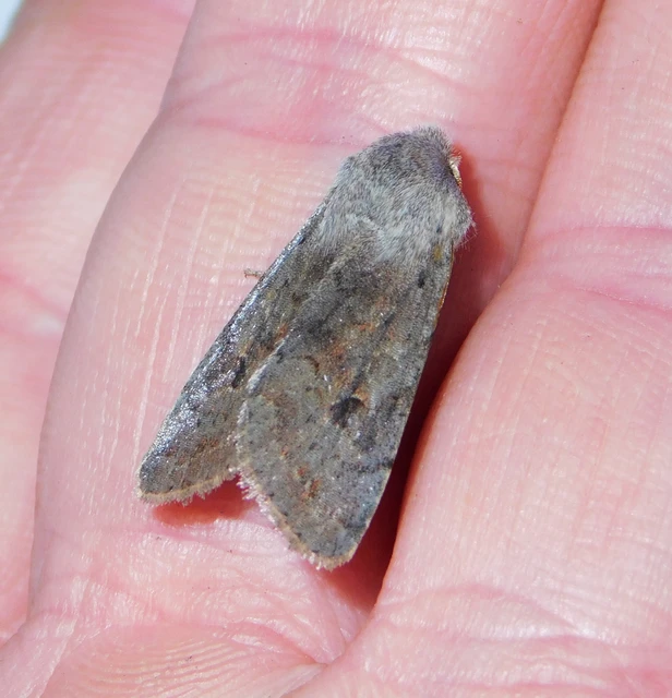 Orthosia populeti - nyárfa-barkabagoly