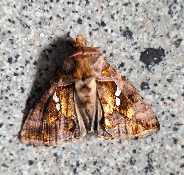 Chrysodeixis chalcites - déli aranybagoly