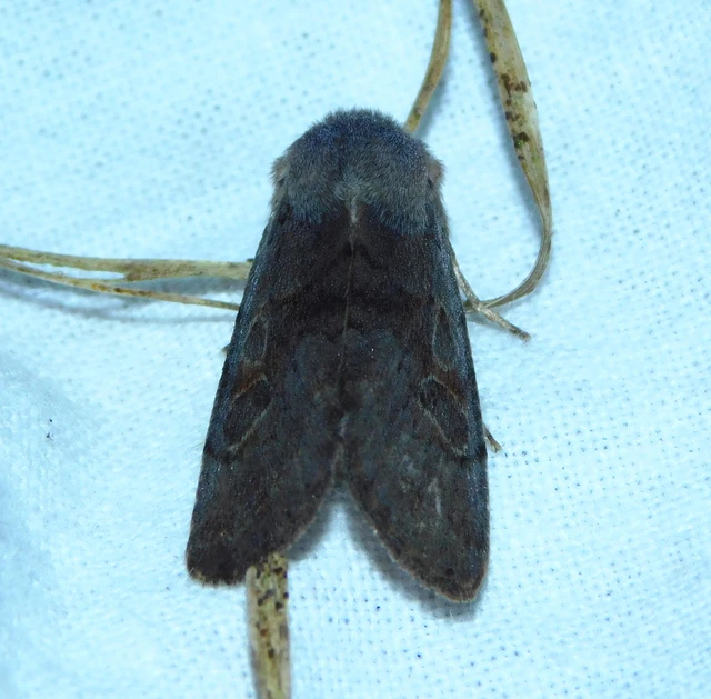 Orthosia populeti - nyárfa-barkabagoly