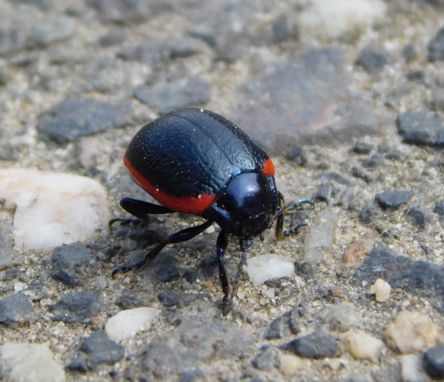Chrysolina rossia - trapézhátú szegélyeslevelész