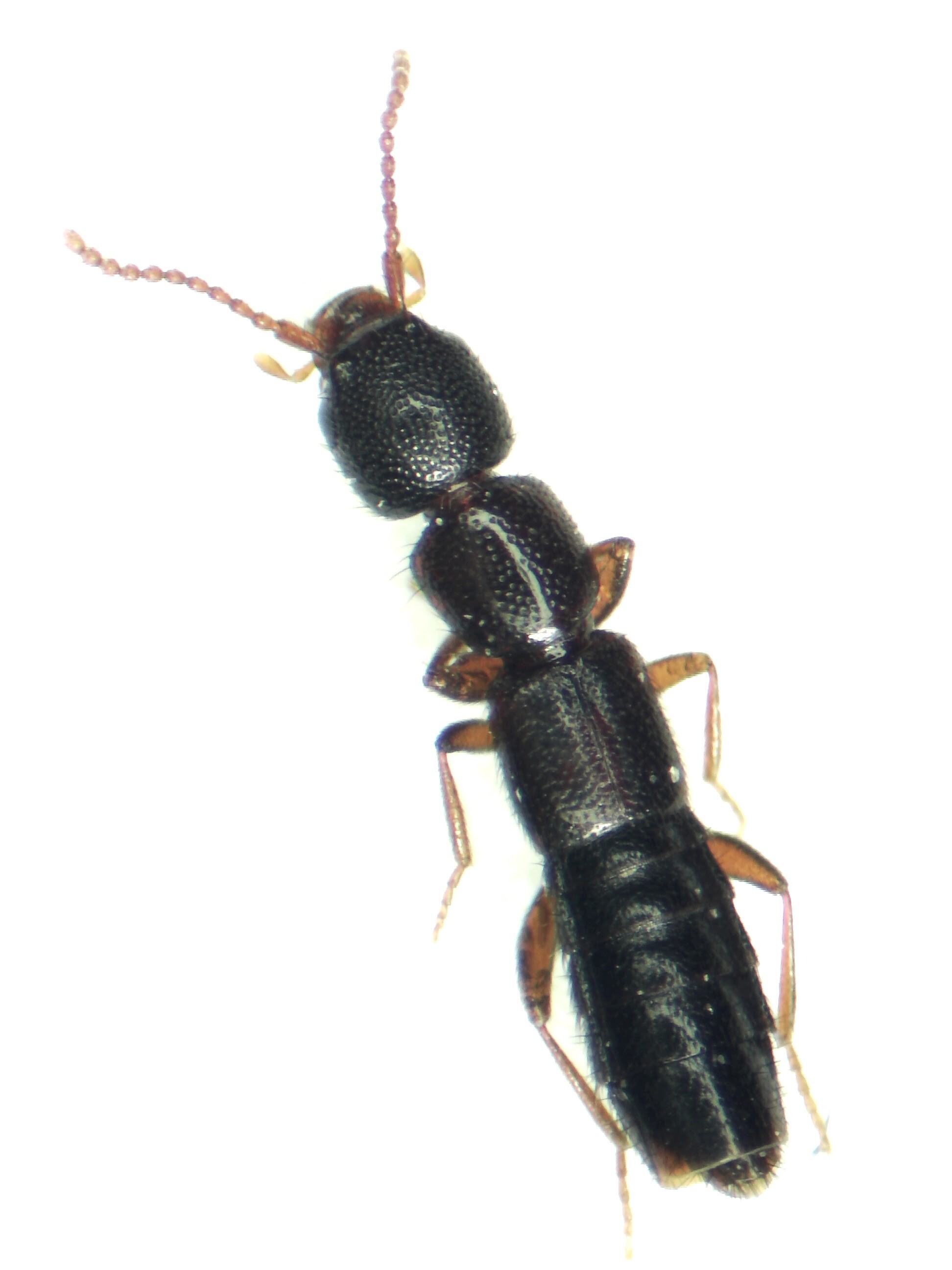 Medon brunneus - barna lombholyva