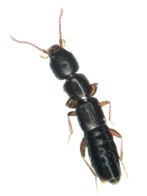 Medon brunneus - barna lombholyva