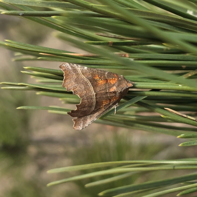 Scoliopteryx libatrix - vörös csipkésbagoly
