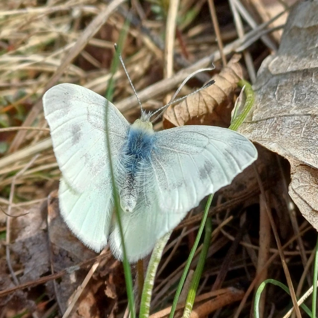 Pieris ergane - sziklai fehérlepke
