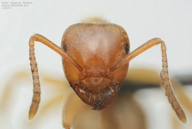 Lasius citrinus - citromszagú borostyánhangya