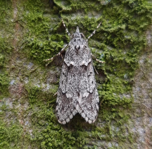 Diurnea fagella - szürke tavaszimoly