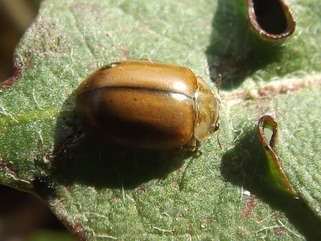 Aphidecta obliterata - sárga katica