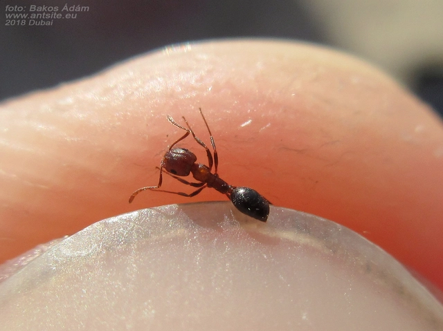 Monomorium subopacum