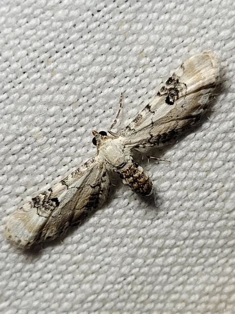 Eupithecia centaureata - búzavirág-törpearaszoló