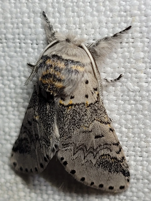 Furcula furcula - szürke púposszövő