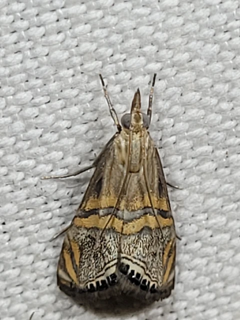 Euchromius bella - cifra mozaikmoly