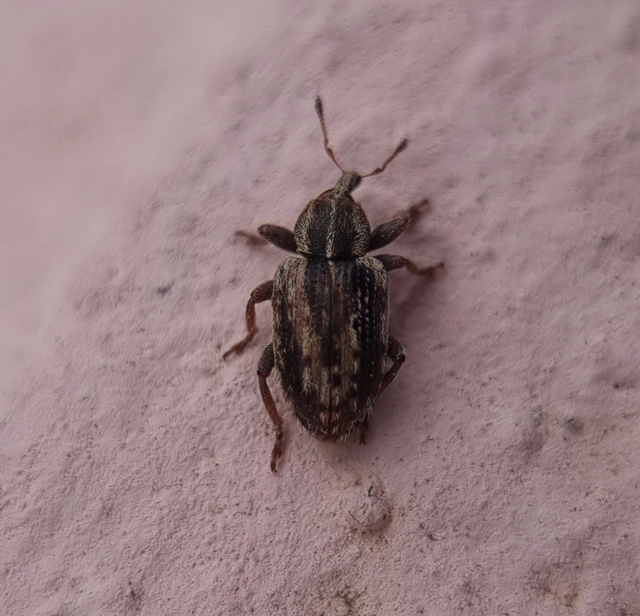 Hypera venusta - bíborhere-pikkelyesormányos