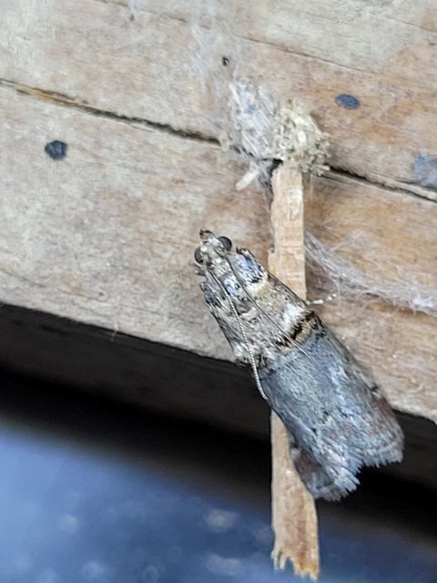Trachonitis cristella - bokorrágó karcsúmoly