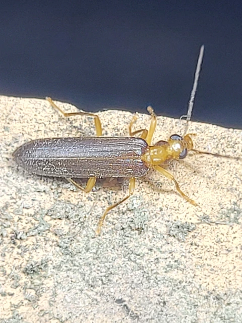 Nacerdes carniolica - karnóliai álcincér