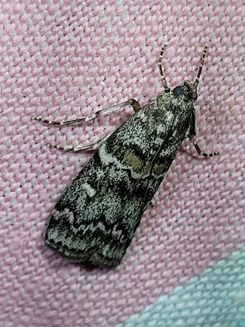 Dioryctria