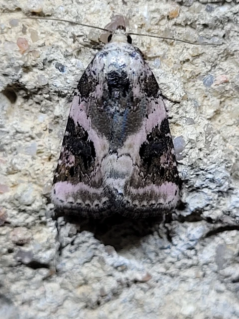 Pseudeustrotia candidula - fehéres apróbagoly
