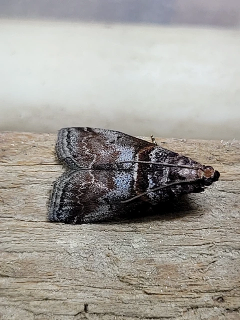 Acrobasis