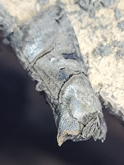 Abrostola tripartita - szürkeövű csalánbagoly
