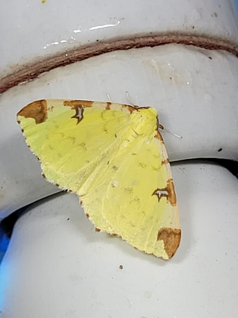 Opisthograptis luteolata - citromsárga araszoló