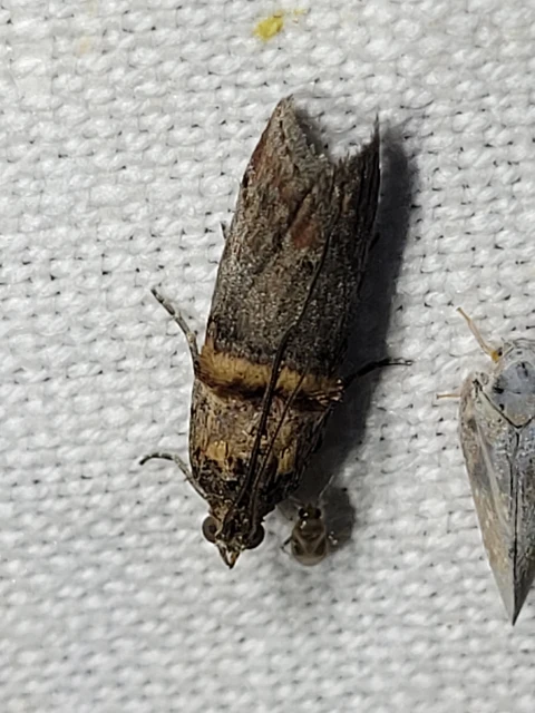 Trachonitis cristella - bokorrágó karcsúmoly