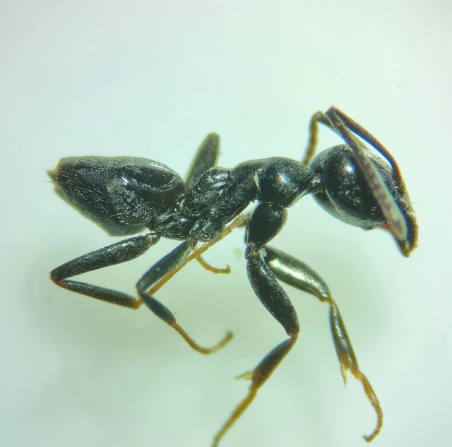 Tapinoma erraticum - kóborhangya