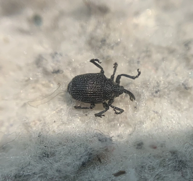 Ceutorhynchus talickyi - pusztai ceutormányos