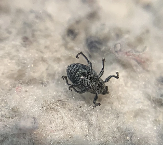Ceutorhynchus chalybaeus - fémes ceutormányos