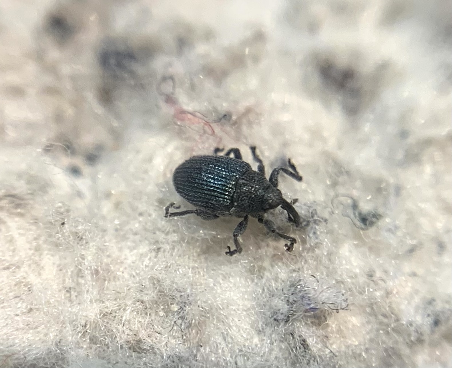 Ceutorhynchus chalybaeus - fémes ceutormányos
