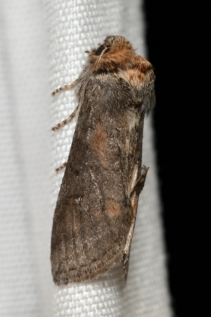 Asphalia ruficollis - vörösnyakú pihésszövő