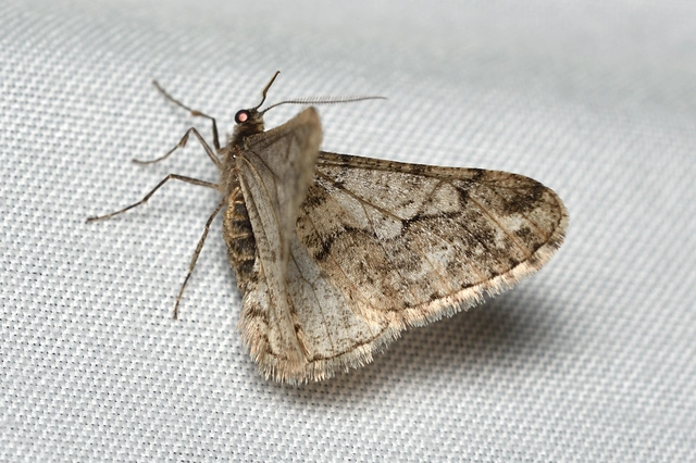 Agriopis leucophaearia - tölgy-tavasziaraszoló