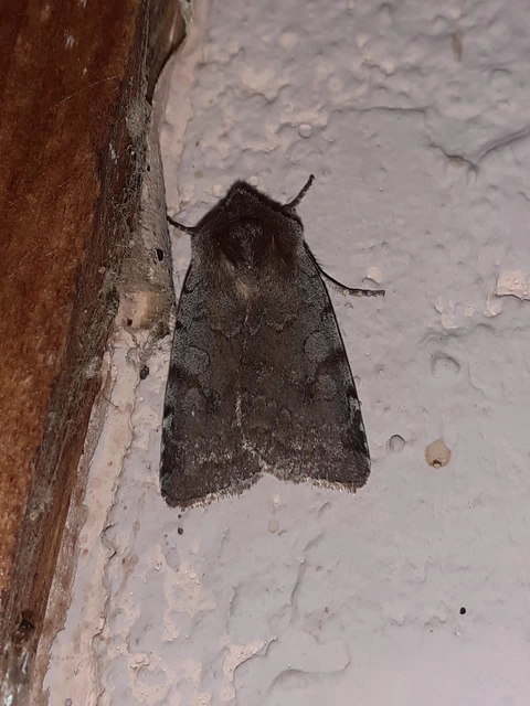 Cerastis rubricosa - vörhenyes tavaszibagoly