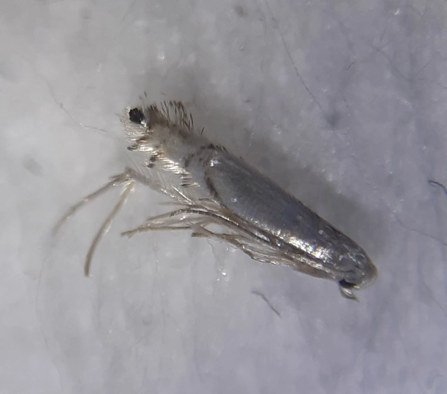 Phyllocnistis vitegenella - kígyóaknás szőlőmoly