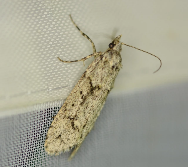 Diurnea fagella - szürke tavaszimoly